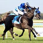 Stable favourite Shadow Ninja fires first up
